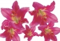 Preview: Flower Set 001