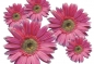 Preview: Flower Set 003