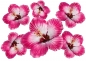 Preview: Flower Set 014