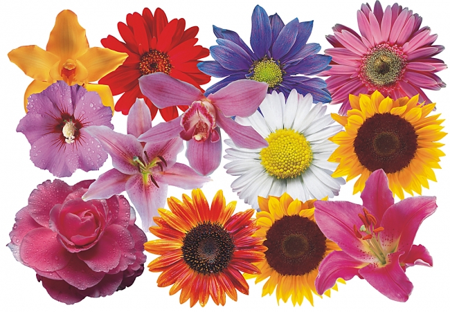 Flower Set 008