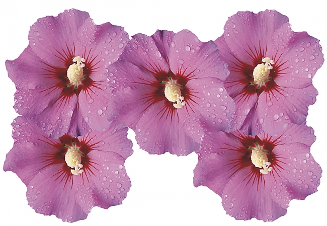 Flower Set 010