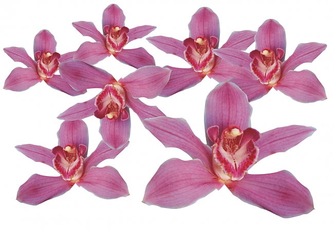 Flower Set 013