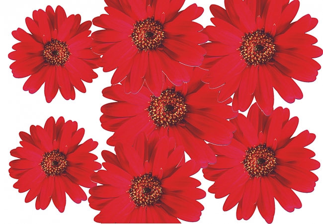 Flower Set 002