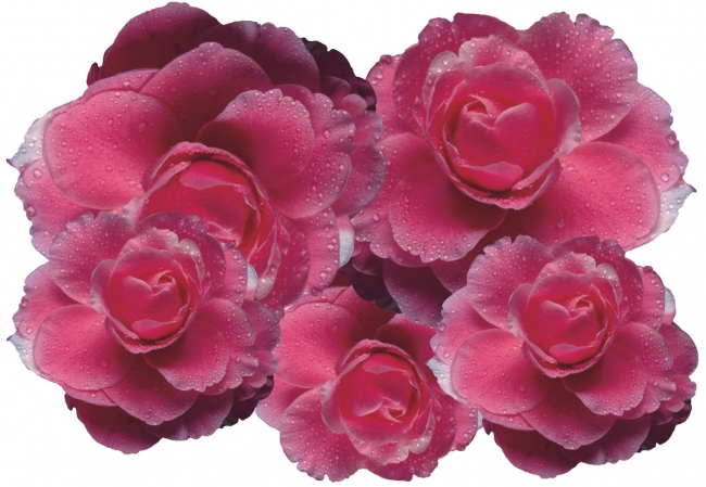 Flower Set 007