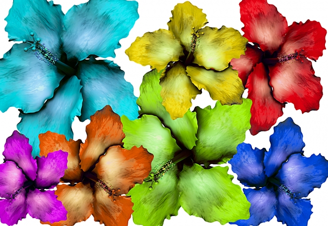 Hibiscus Flower Set 017