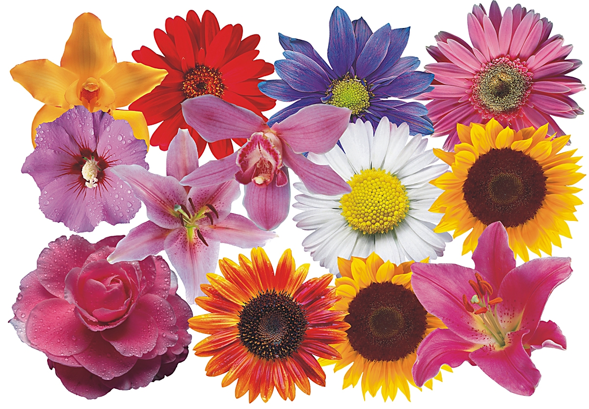 Flower Set 008