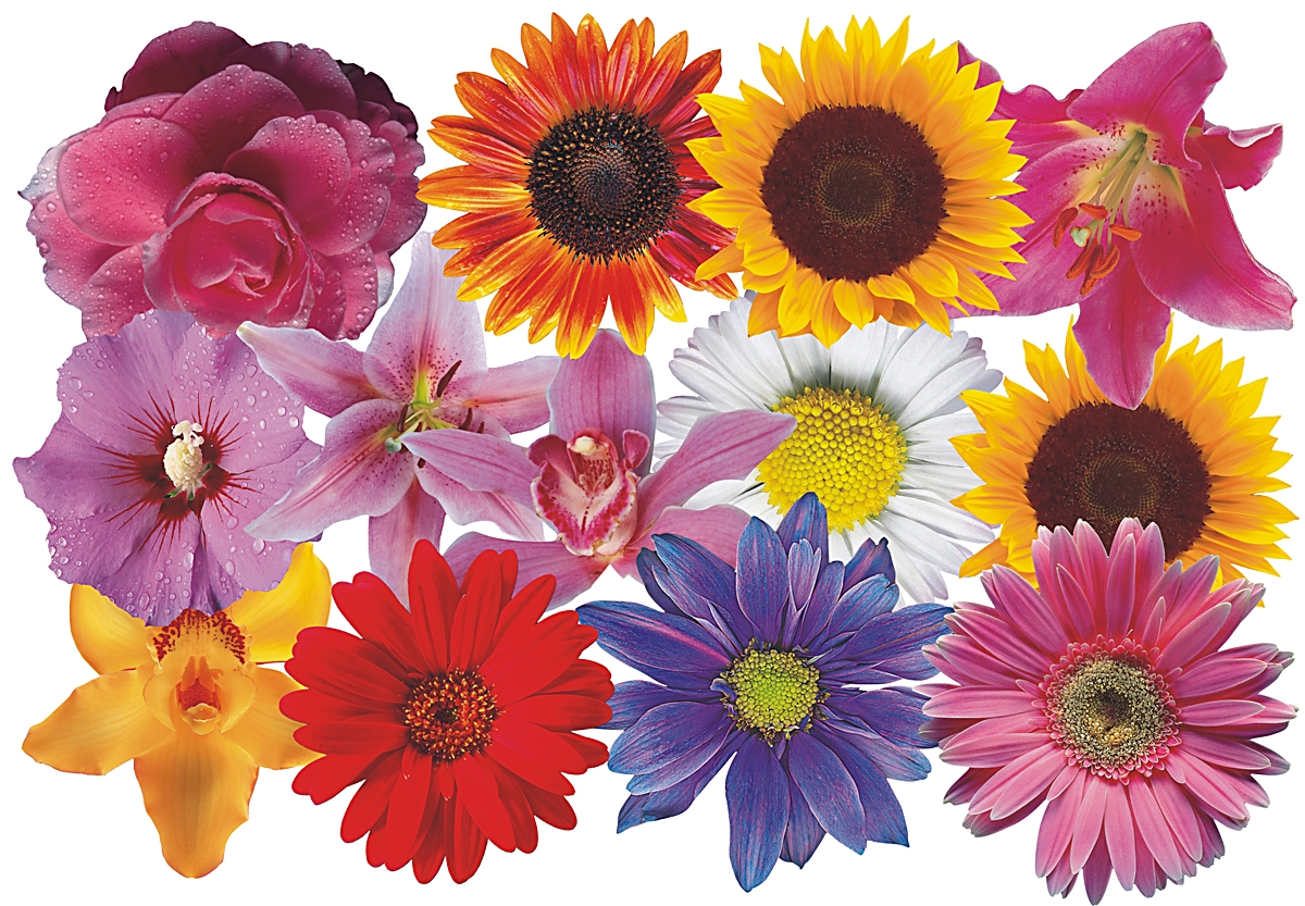 Flower Set 008