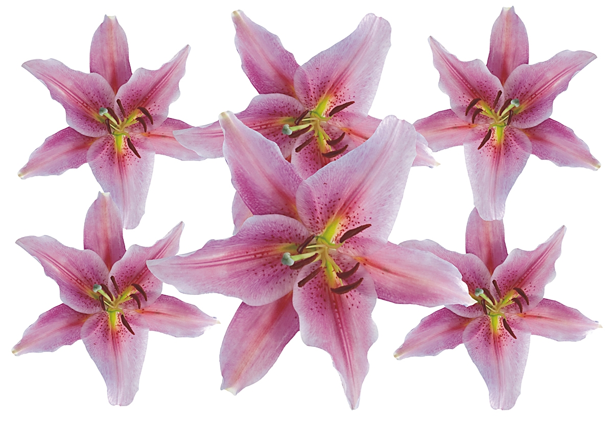 Flower Set 011