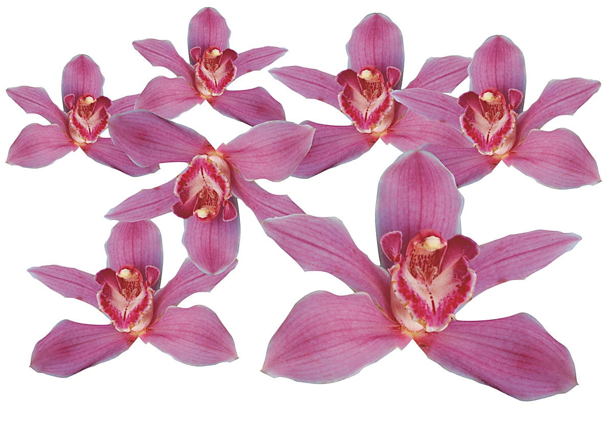 Flower Set 013