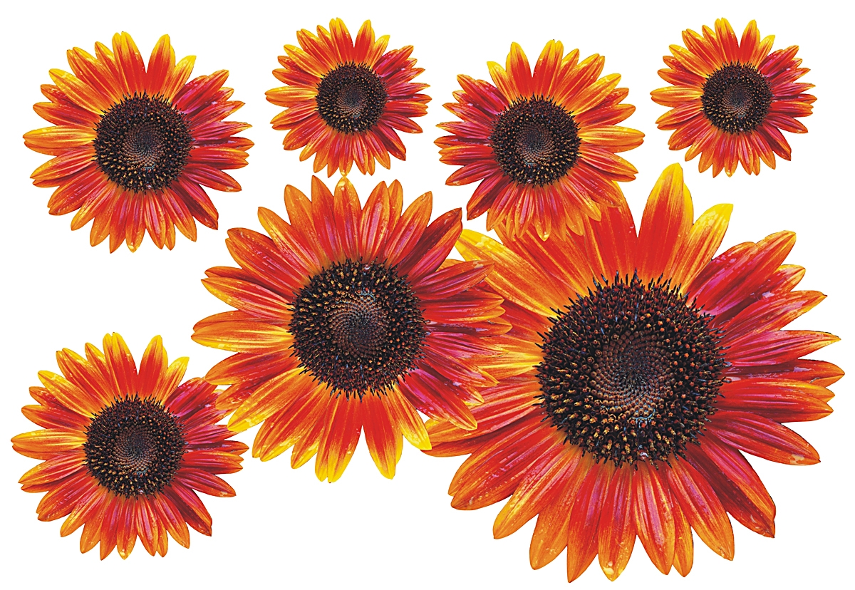 Flower Set 12-Mini-36 Stück