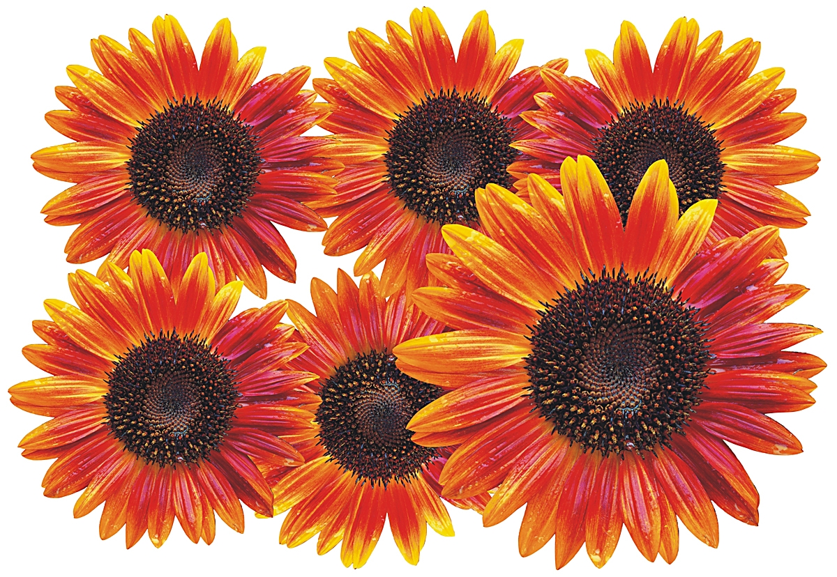 Flower Set 12-Mini-36 Stück