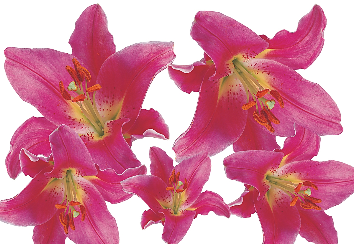 Flower Set 001