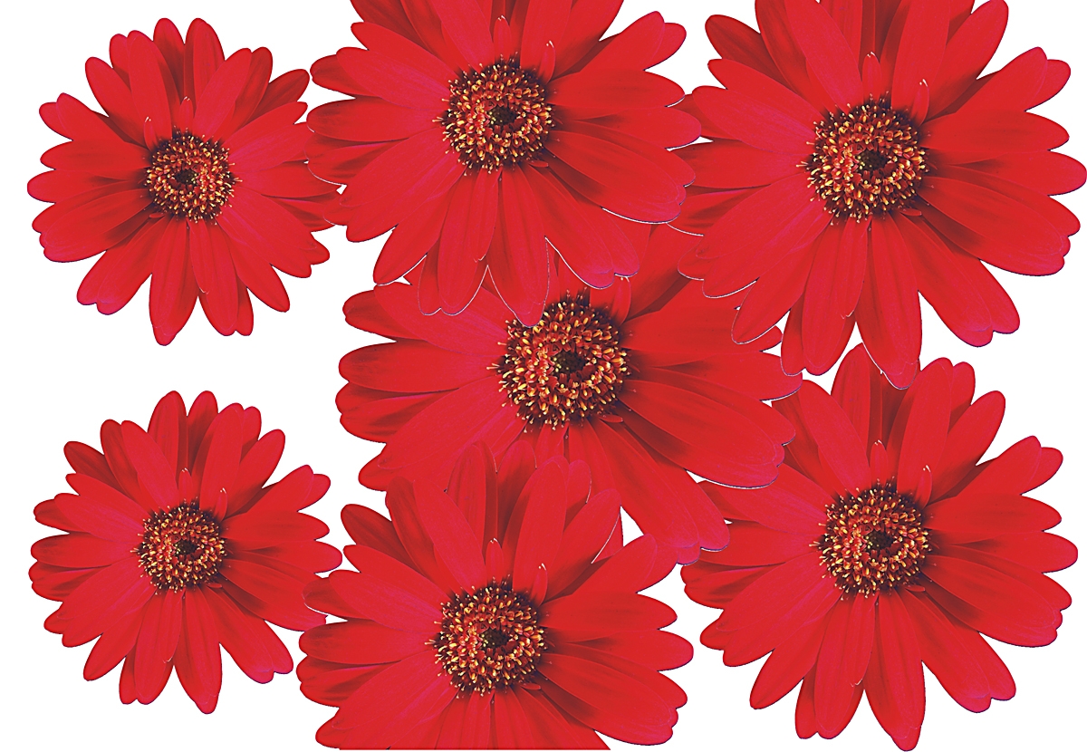 Flower Set 002