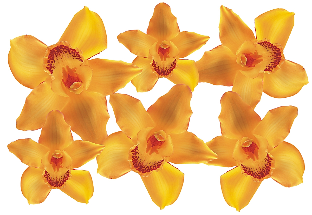Flower Set 004