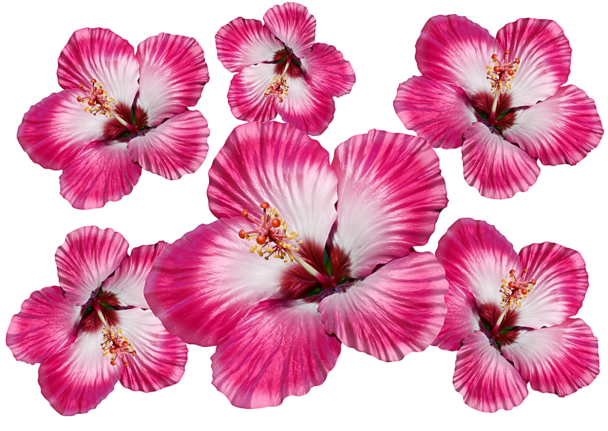 Flower Set 014