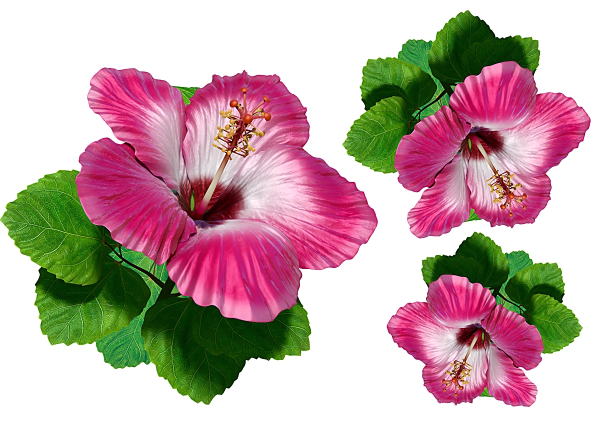 Flower Set 015