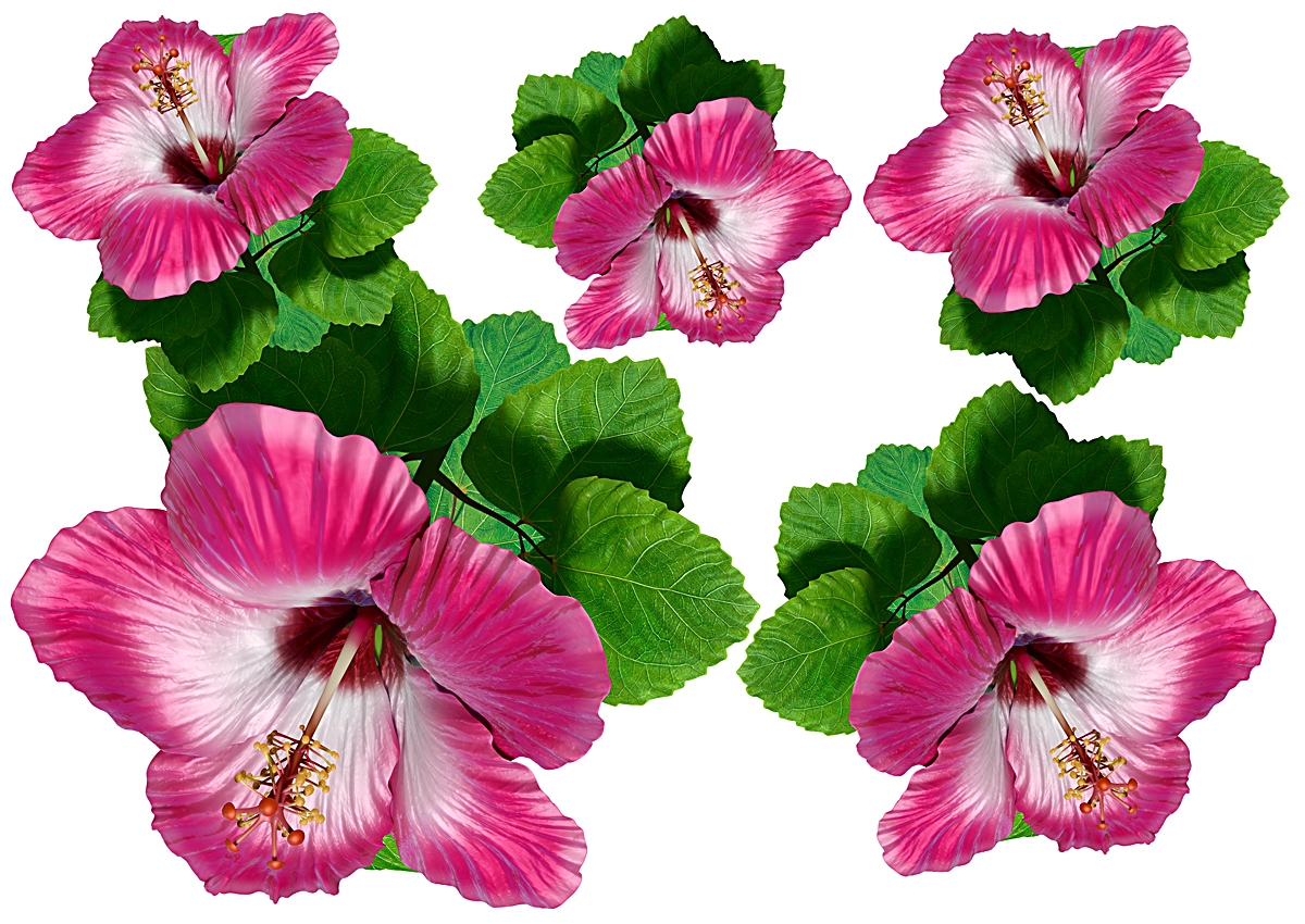 Flower Set 015