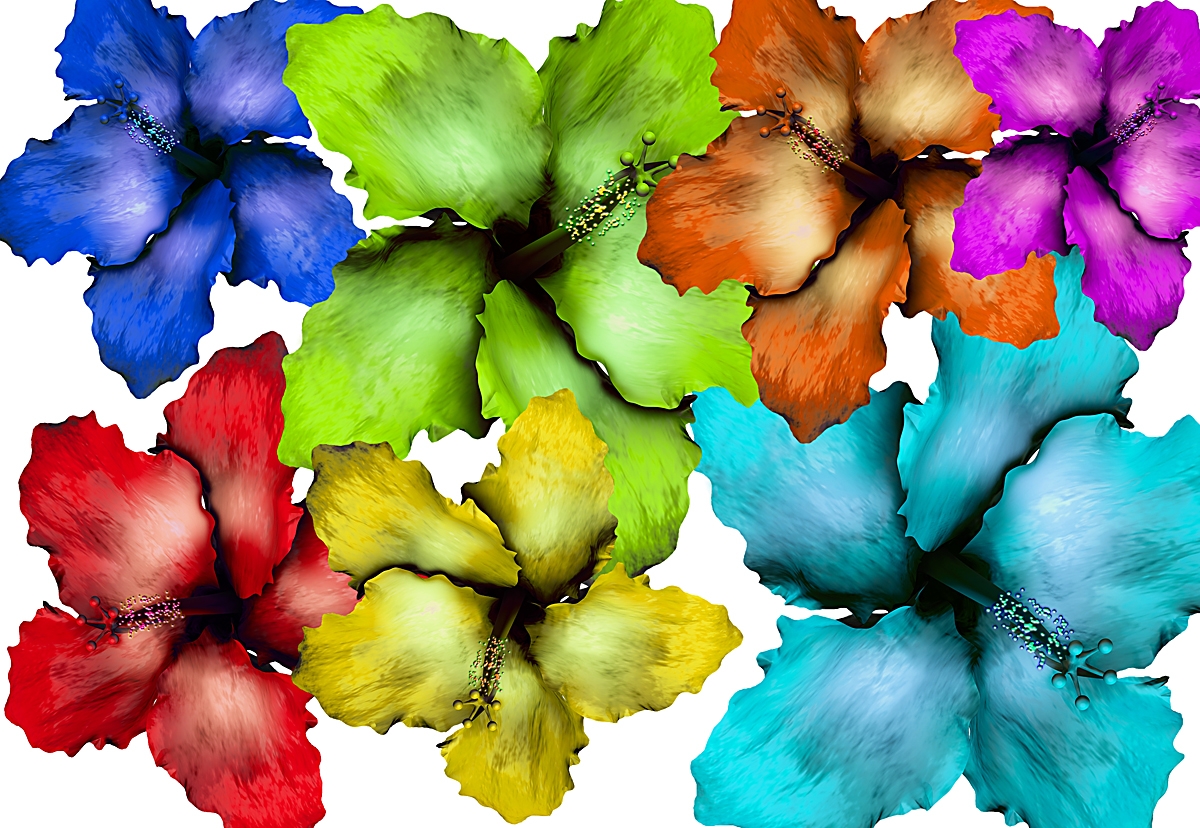 Hibiscus Flower Set 017