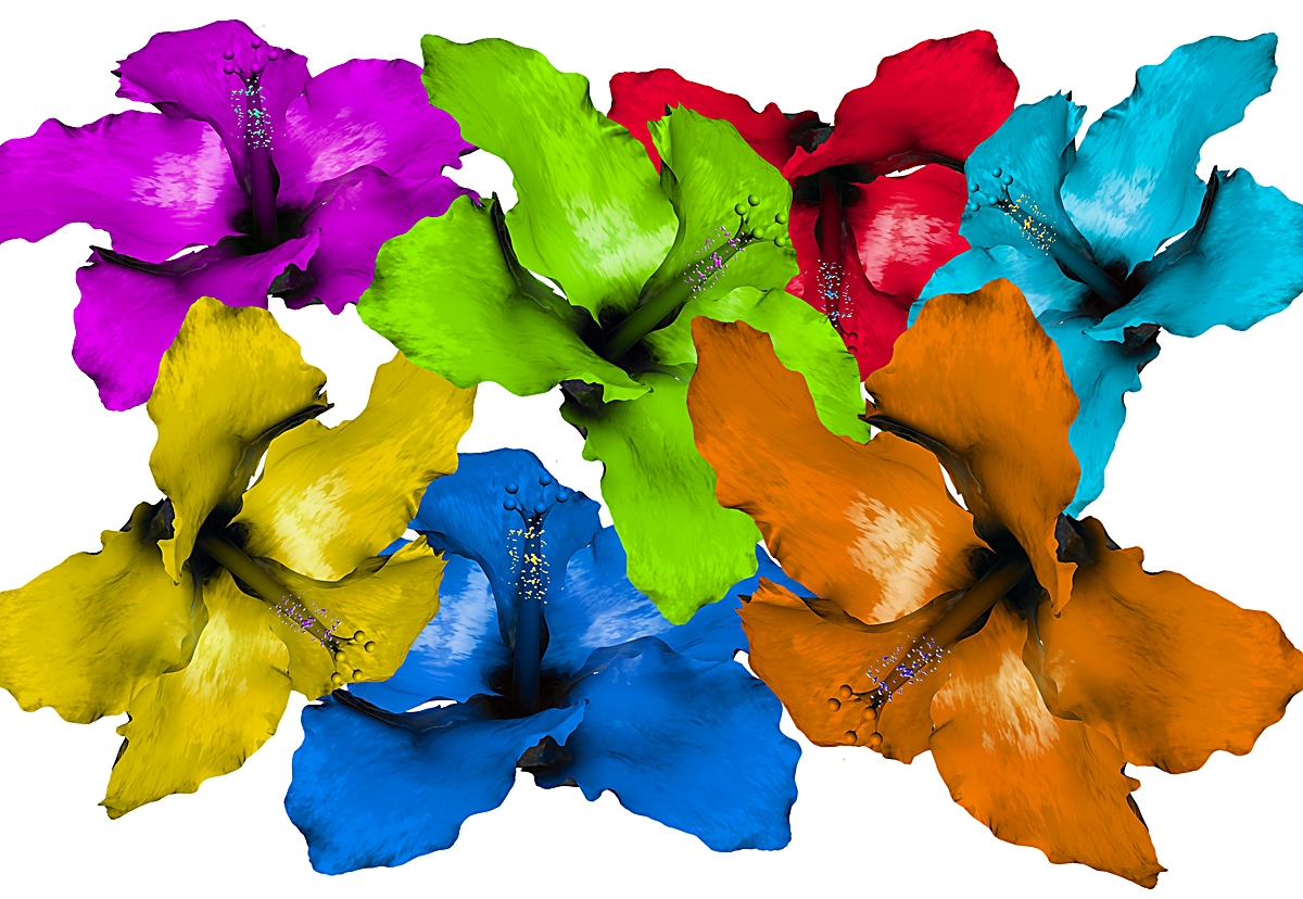Hibiscus Flower Set 019